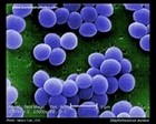 Staphylococcus micrograph